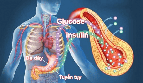 Kiểm soát isulin bí mật giảm cân thành công mà ít ai biết