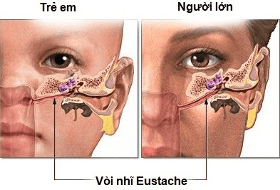 trong mối liên hệ tai mũi họng